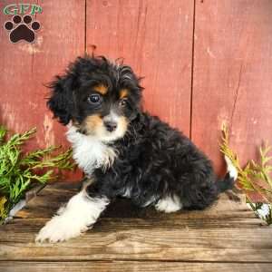 Theo, Cavapoo Puppy
